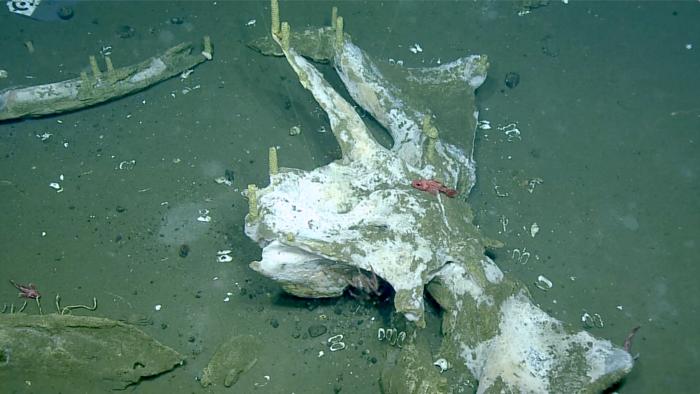 Whale skull and partial view of mandibles with multiple Neptunea egg towers and a solitary shortspine thornyhead. Image from 2024 surveys. Whale skull and partial view of mandibles with multiple Neptunea egg towers and a solitary shortspine thornyhead. Image from 2024 surveys.